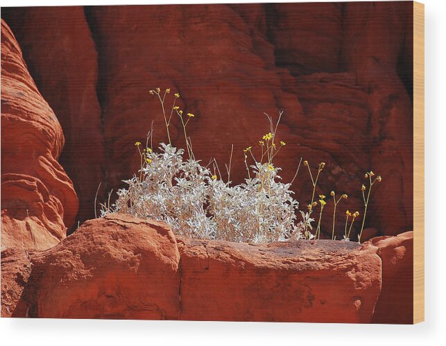 Darin Volpe Nature Wood Print featuring the photograph Signs of Life - Valley of Fire State Park by Darin Volpe