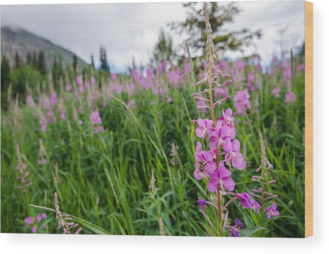 Homer Wood Print featuring the photograph Signs of Summer by Margaret Pitcher