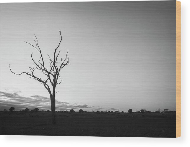 Tree Wood Print featuring the photograph Silhouette of a Bare Tree by Catherine Reading