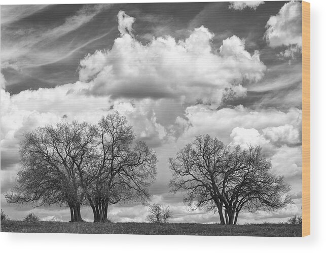 Trees Wood Print featuring the photograph Silhouettes in Black and White by Denise Bush