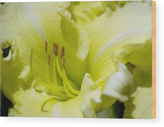 Beautiful Wood Print featuring the photograph Silky Smooth Daylily by Belinda Lee