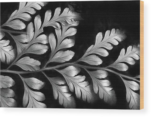 Fern Wood Print featuring the photograph Silver fern by Jessica Jenney