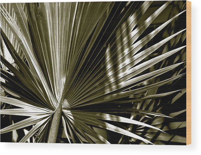 Photography Wood Print featuring the photograph Silver Palm by Susanne Van Hulst
