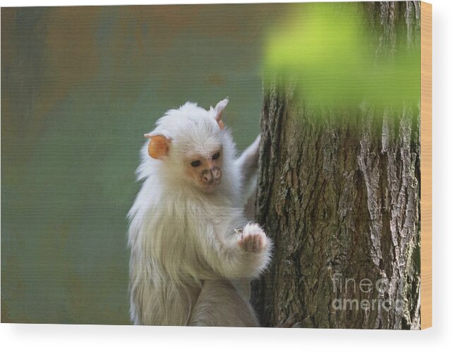 Silvery Marmoset Wood Print featuring the photograph Silvery Cutie by Eva Lechner