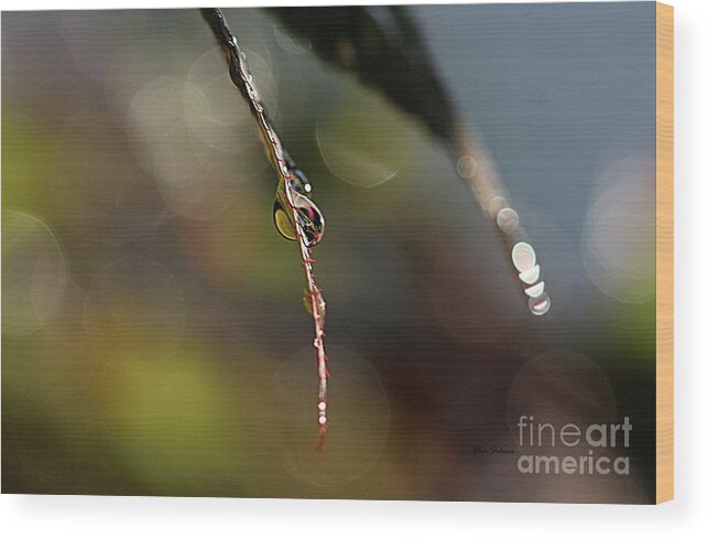 Droplets Wood Print featuring the photograph Simple droplet by Yumi Johnson