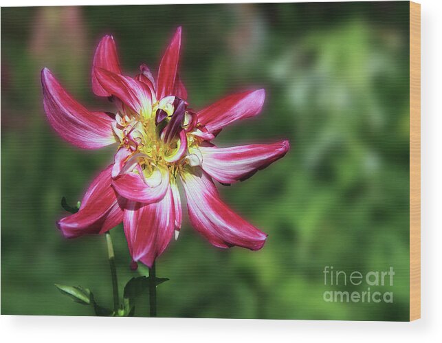 Flower Wood Print featuring the photograph Simply Gorgeous by Teresa Zieba