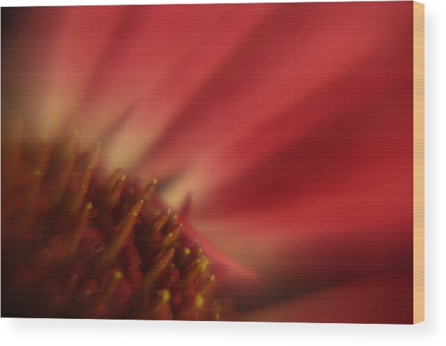 Gerbera Wood Print featuring the photograph Simply Red by Carol Japp