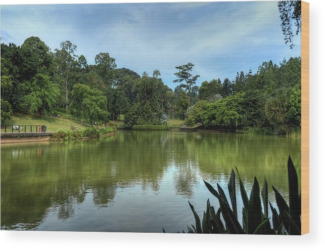 Singapore Wood Print featuring the photograph Singapore Botanical Gardens by Nisah Cheatham