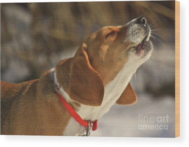 Dog Wood Print featuring the photograph Singing In The Sun by Robert Pearson