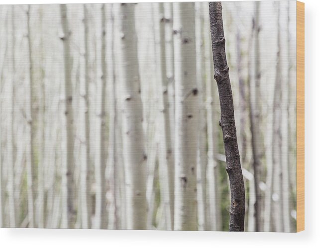 Trees Wood Print featuring the photograph Single Black Birch Tree Trunk by Good Focused