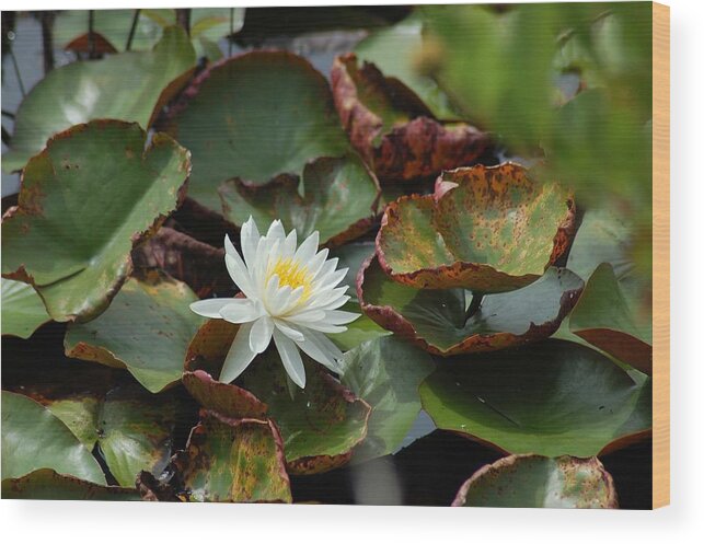 Water Wood Print featuring the photograph Single Water Lilly by Michael Thomas
