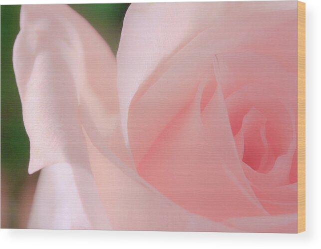 Beautiful Wood Print featuring the photograph Singular Beautiful Pink Rose by Joni Eskridge