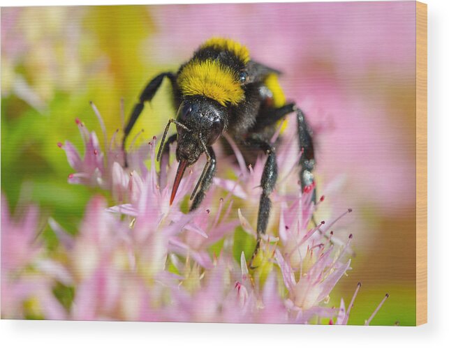 Autumn Wood Print featuring the photograph Sipping Nectar by SR Green