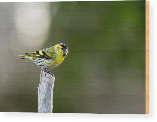 Siskin On Top Wood Print featuring the photograph Siskin on top by Torbjorn Swenelius
