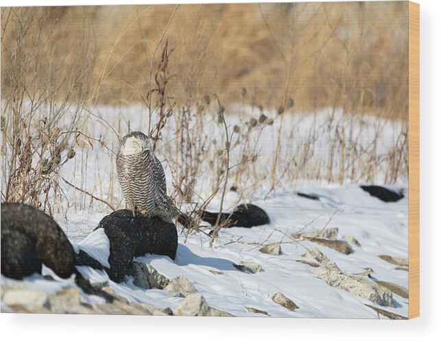 Snowy Owl Snow Landscape Watching Providence Ri Rhode Island Newengland New England Outside Outdoors Nature Natural Wild Life Wildlife Bird Ornithology Winter Snow Wood Print featuring the photograph Sitting Snowy by Brian Hale