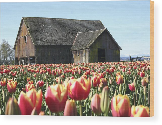 Barns Wood Print featuring the photograph Skagit Barn SB5004 by Mary Gaines