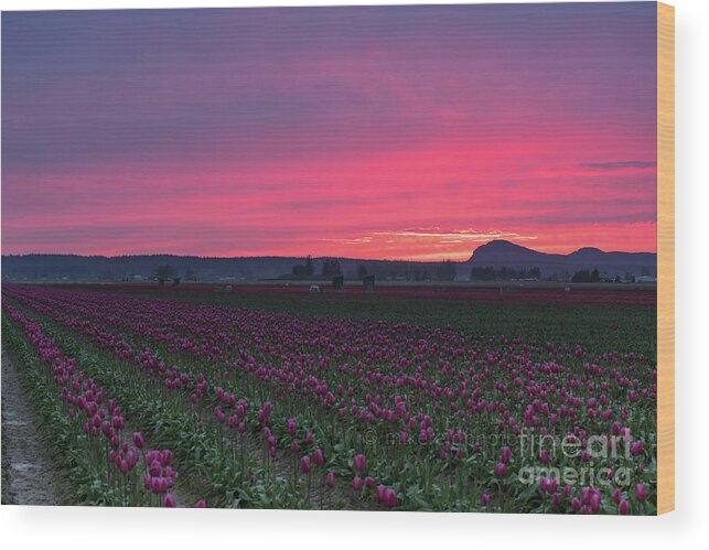 Tulip Wood Print featuring the photograph Skagit Valley Burning Skies by Mike Reid