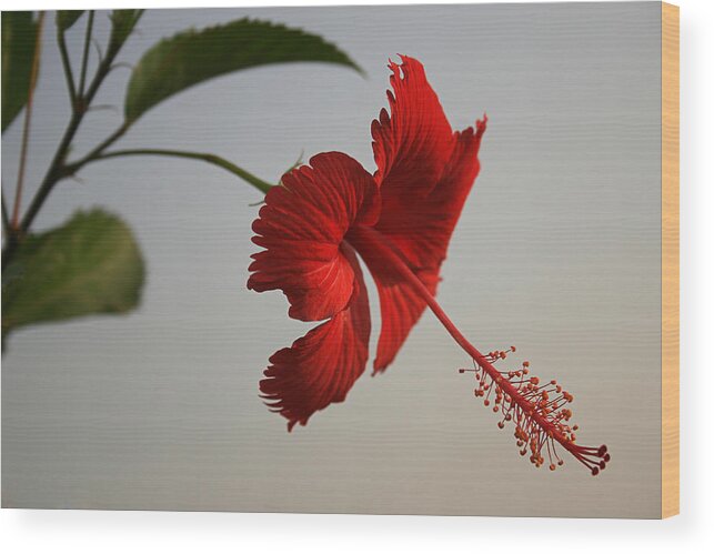 Fresh Wood Print featuring the photograph SKC 0450 Vibrant Hibiscus by Sunil Kapadia