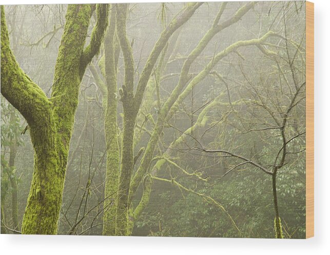 Fog Wood Print featuring the photograph SKN 3726 Fog and Moss by Sunil Kapadia