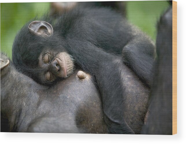 00620823 Wood Print featuring the photograph Sleeping Baby Chimpanzee by Cyril Ruoso