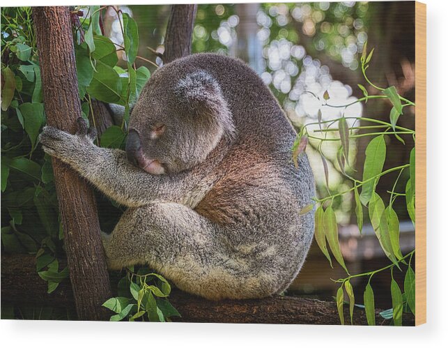 Koala Wood Print featuring the photograph Sleeping Beauty by Catherine Reading