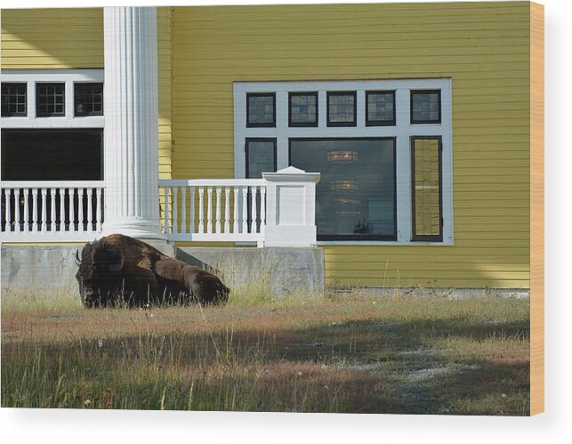 Yellowstone River Wood Print featuring the photograph Sleeping Bison at Lake Yellowstone Hotel by Bruce Gourley