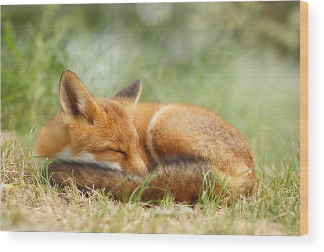 The Netherlands Wood Print featuring the photograph Sleeping Cutie - Red Fox in the Grass by Roeselien Raimond