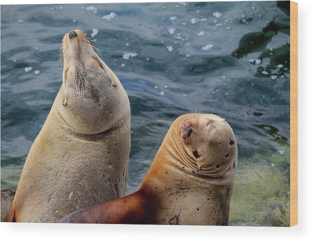 Sea Lions Wood Print featuring the photograph Sleeping Sea Lions by Art Block Collections