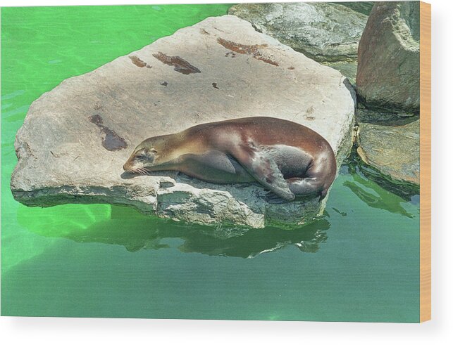 Animal Wood Print featuring the photograph Sea Lion On A Rock by Tom Potter