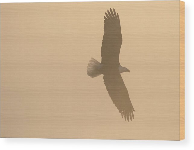 Eagle Wood Print featuring the photograph Slicing Through The Fog by Brook Burling