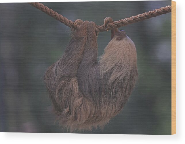 Animal Wood Print featuring the photograph Sloth by Brian Cross