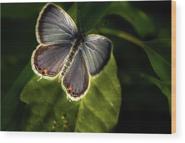 Jay Stockhaus Wood Print featuring the photograph Small Beauty by Jay Stockhaus