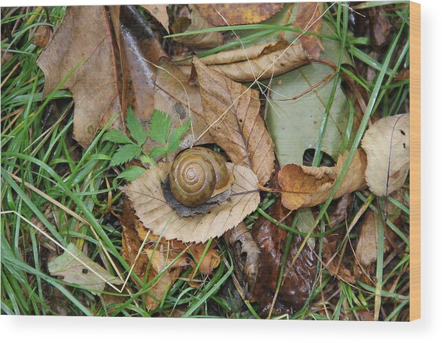 Snail Wood Print featuring the photograph Snail at Home by Allen Nice-Webb