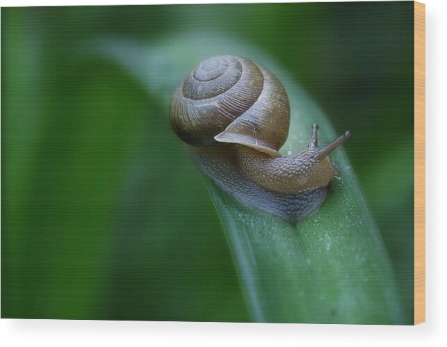 Snail Wood Print featuring the photograph Snail In The Morning by Mike Eingle
