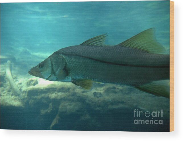 Snook Wood Print featuring the photograph Snook by Kathi Shotwell