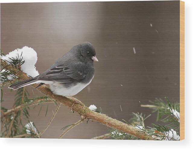 Snow Bird Wood Print featuring the photograph Snow Bird by Alan Lenk