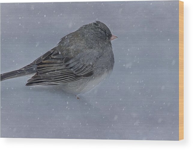 Bird Wood Print featuring the photograph Snow Bird by Cathy Kovarik