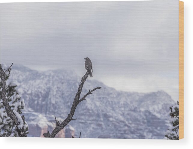 Sedona Wood Print featuring the photograph Snow Bird by Laura Pratt