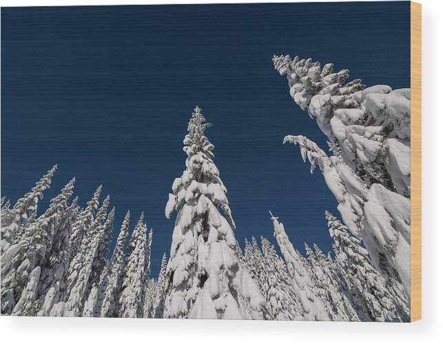 Tree Wood Print featuring the photograph Snow Covered Trees 2 by Pelo Blanco Photo