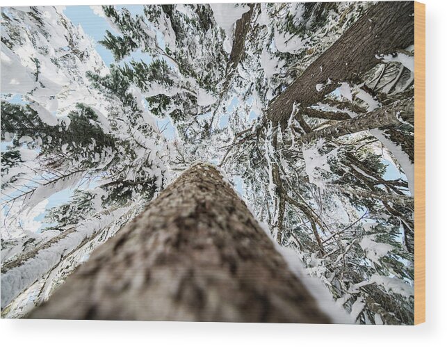 Tree Wood Print featuring the photograph Snow Covered Trees 4 by Pelo Blanco Photo