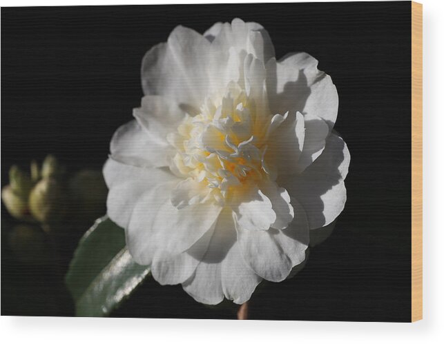 Camellia Wood Print featuring the photograph Snow Flurry by Tammy Pool