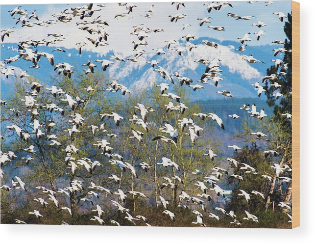 Bird Wood Print featuring the photograph Snow Geese by Hisao Mogi