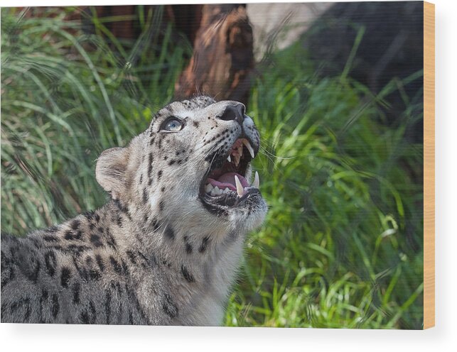 Snow Leopard Wood Print featuring the photograph Snow Leopard by Tam Ryan