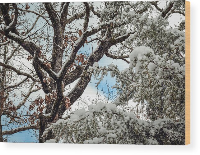 Horizontal Wood Print featuring the photograph Snow on a Cedar by Doug Long