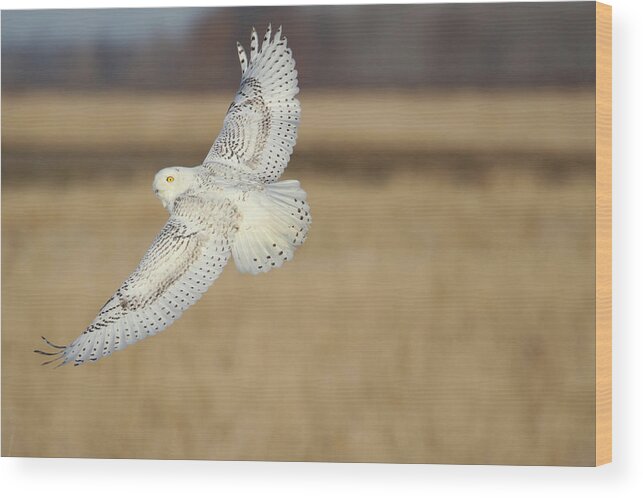 Snowy Owl Wood Print featuring the photograph Snow Owl Flight 2 by Brook Burling