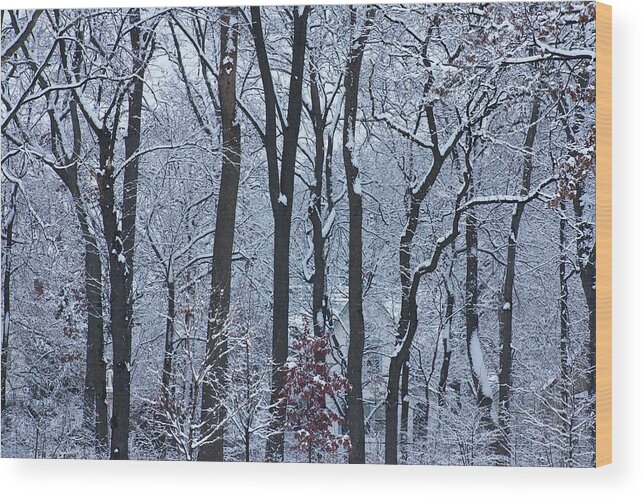 Christmas Wood Print featuring the photograph Snowy Austin Gardens by Todd Bannor