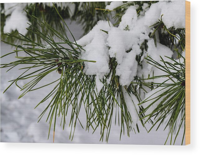 Snow Wood Print featuring the photograph Snowy Branch by Nicole Lloyd