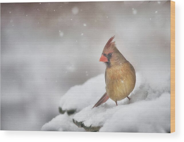 Cardinal Wood Print featuring the photograph Snowy Day Lady by Sue Capuano
