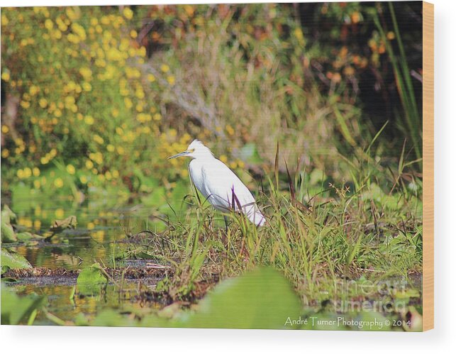  Wood Print featuring the photograph Snowy Egret by Andre Turner