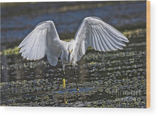 Nature Wood Print featuring the photograph Snowy Egret Charging - Egretta Thula by DB Hayes